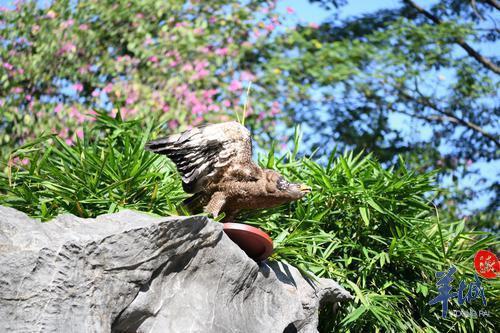 野生动物高清图来袭！你知道广州市市鸟是什么吗？