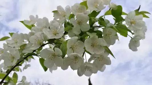 德州“花痴”模式马上开启,周边赏花攻略在此……所有的春天都在这里！