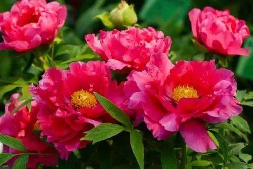 德州“花痴”模式马上开启,周边赏花攻略在此……所有的春天都在这里！