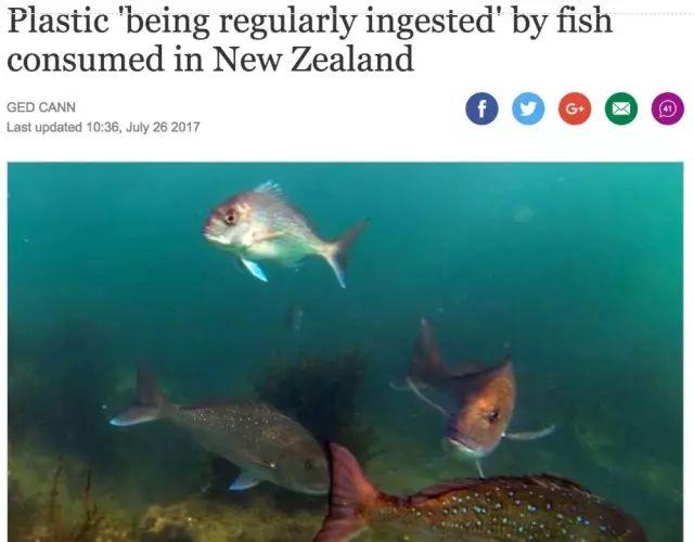 这种华人爱吃的海鲜大量减少！新西兰这个问题越来越严重……