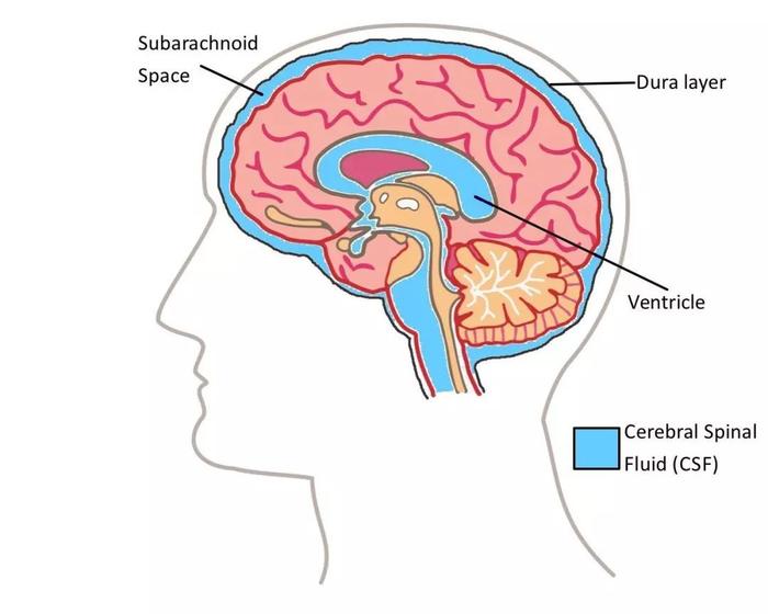 Science：第一次在睡眠期间拍摄脑脊液图像的研究，给我们带来什么惊喜？