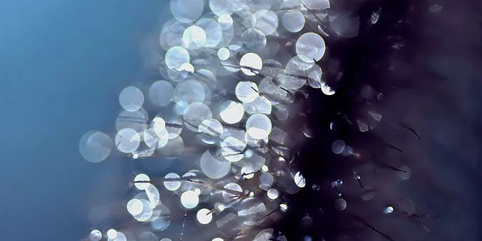 半日闲谭 | 露从今夜白