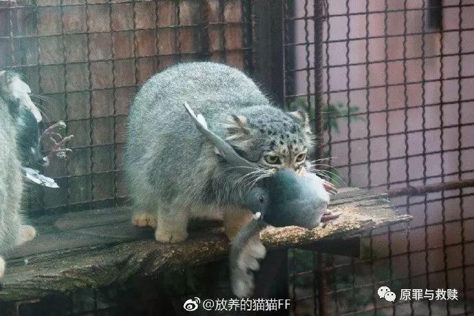网友拍摄的孙小满和孙思邈吃鸽子,感谢鸽子