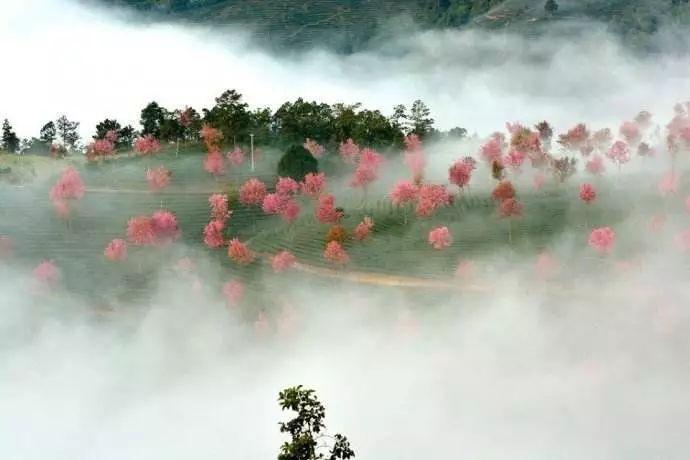 比武大更小众，比日本更绝美，云南的这处樱花秘境即将迎来中国最早的春天