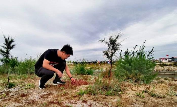 行走海岸线|滨海湿地修复，小植物起大作用