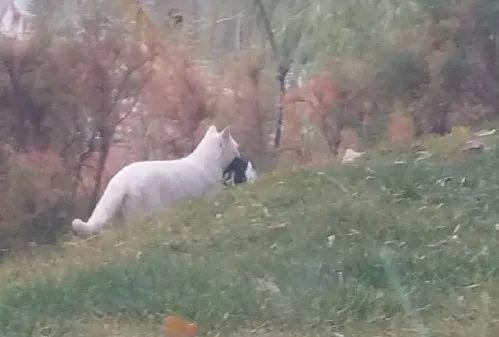 在西宁野生动物园捕食喜鹊的流浪猫