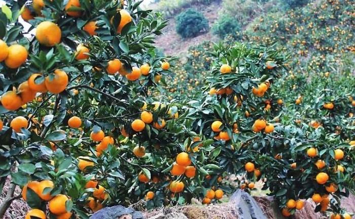 华宁县今年柑橘预产28万吨，预计产值10亿元