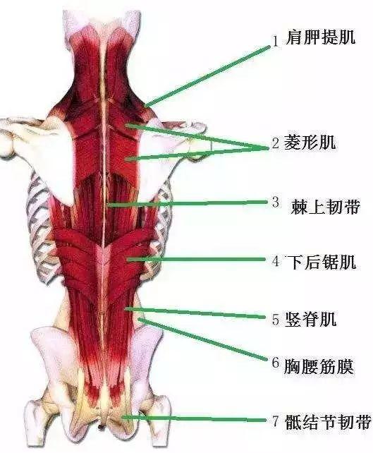 猥琐脖、波浪腿的纸片人她居然练出了马甲线！但骨盆明显有问题啊！