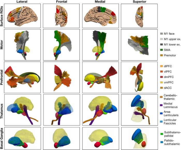 Neuron重磅：第一个全息大脑“图谱”的建立，或极大促进神经解剖和脑外科！