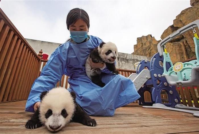 陕西省今年首对大熊猫龙凤胎“百天”啦