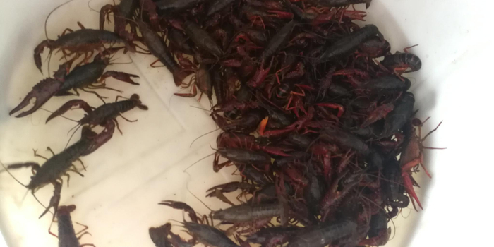 菜市场的小龙虾价格为什么相差这么大?