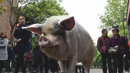 就是这个惬意的样子