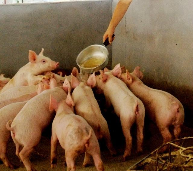 甘肃省岷县发生非洲猪瘟疫情，已采取扑杀等措施