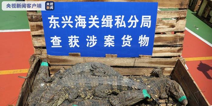 广西东兴:海关一次解救暹罗鳄806条