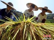 首个“中国农民丰收节”庆典活动将持续约半月