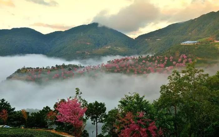 比武大更小众，比日本更绝美，云南的这处樱花秘境即将迎来中国最早的春天
