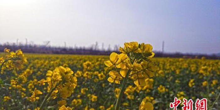 擦亮旅游名片 青岛寄望上合峰会助力旅游业升