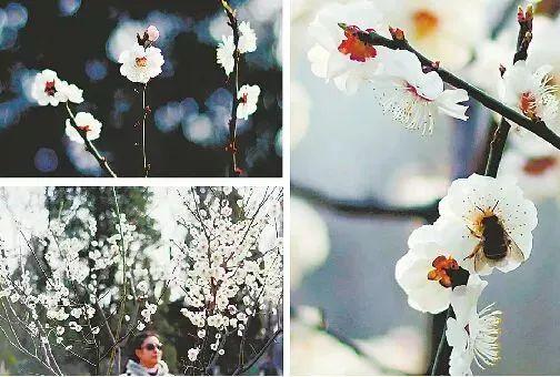 德州“花痴”模式马上开启,周边赏花攻略在此……所有的春天都在这里！