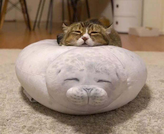 把海豹抱枕买回家后，成了自家猫猫的最爱，好酥服的样子真是太治愈啦