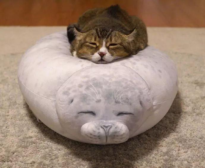 把海豹抱枕买回家后，成了自家猫猫的最爱，好酥服的样子真是太治愈啦