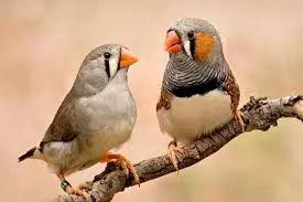 科学家首次成功向鸟类植入记忆，听听小鸟大脑被控唱什么歌？