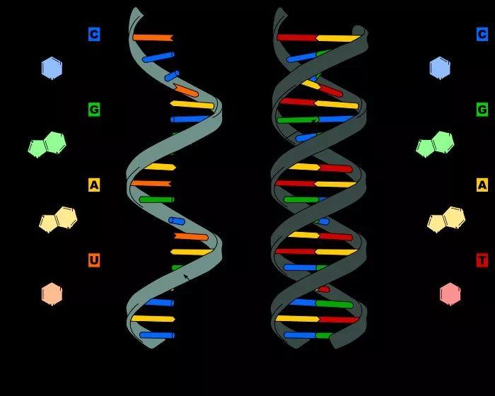 科学家发现100多万种遗传分子：DNA可能只是其中之一