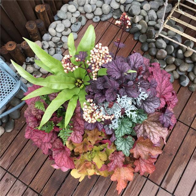 “矾根”根本不开花，叶片随着四季换颜色，颜色多样美极了