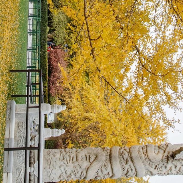北京大学的秋天，横着看，很好看……（多图）