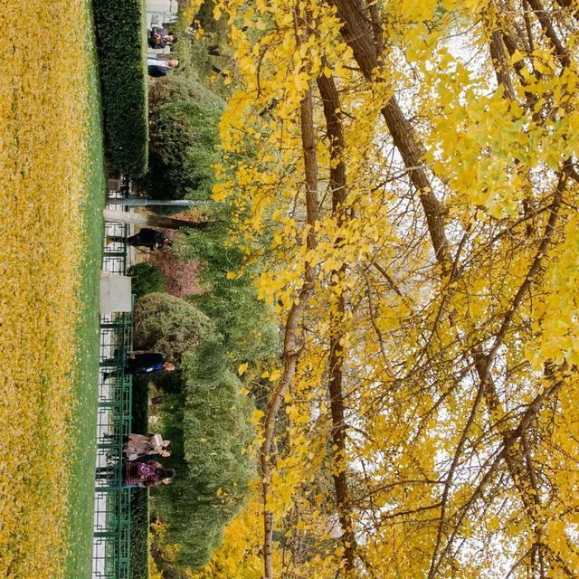 北京大学的秋天，横着看，很好看……（多图）