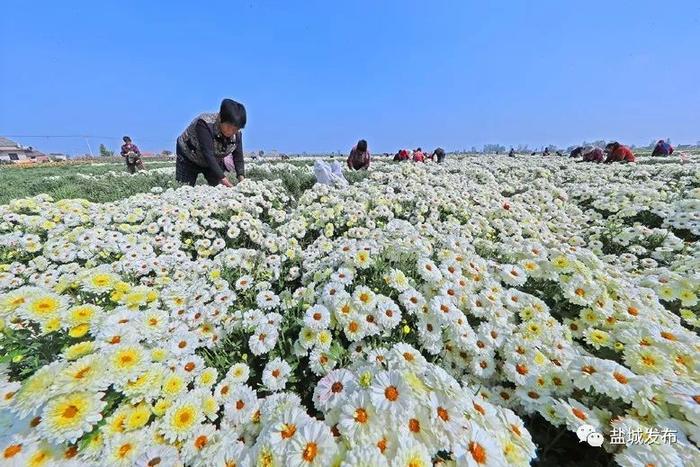 全国获奖！全省唯一！盐城这个地方，工作好在……