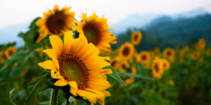 新时代青年理论宣讲工作路径探究