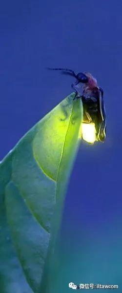 萤火虫如何发光？发光是为了什么？