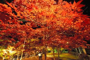 日本小众赏红叶的好去处——青森的枫树开始变红