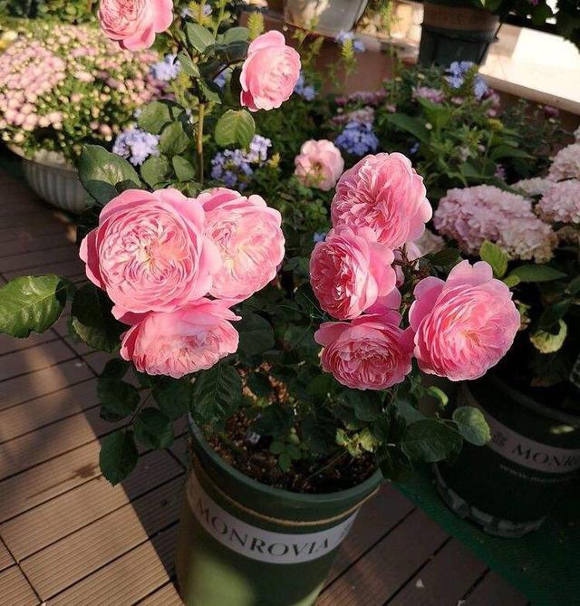 室内养月季，记住3点“技巧”，每隔10天就有新的花苞，花繁叶茂