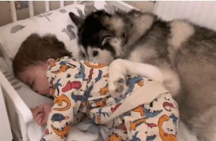 网友半夜发现狗狗跑进婴儿床，接下来的一幕...暖哭了！