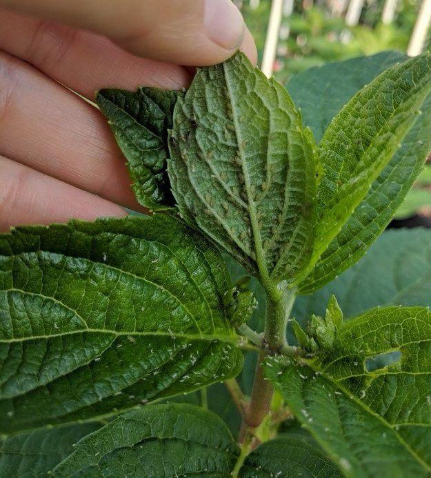 用生物肥皂清除植物上的害虫，用肥皂水也行，对儿童和宠物无害