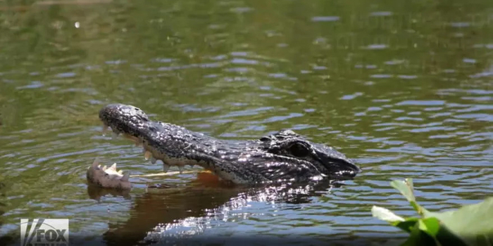 鳄鱼都能用来毁尸灭迹 这女人的狠毒让美国人