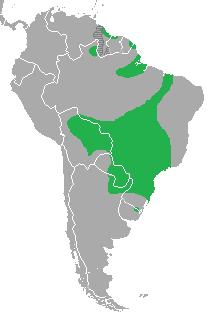 托哥——亚马逊河上最靓的崽
