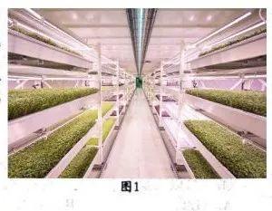 【地理拓展】建在市中心的农场才是中国农业的未来？！（附考点设计）