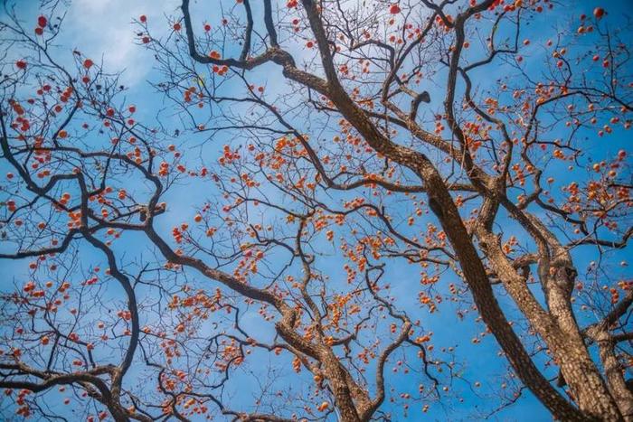 秋天最后一个节气“霜降”来了，然而广东的天气……