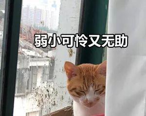 网友家的猫不知怎么和窗外的鸟结了仇，现在鸟只要看猫就...