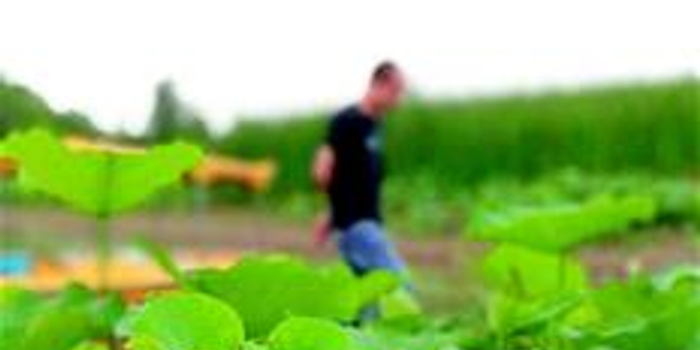 朱湖湿地放水捕鱼修补生态链 草鱼疯长,把水草