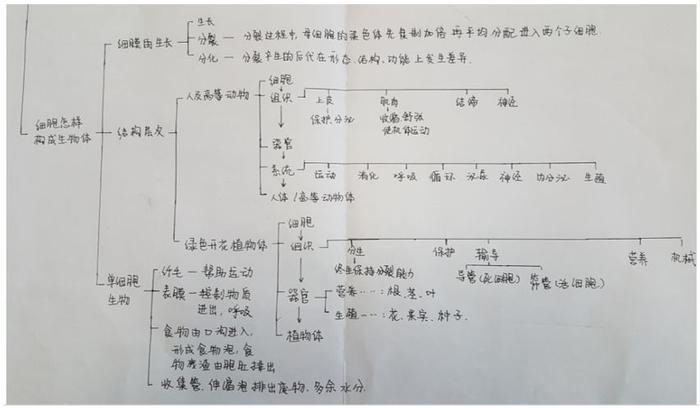 思维导图真的那么牛？要让孩子从小学起？