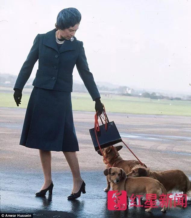 91岁英女王痛失最后一只柯基犬 它曾和007出镜伦敦奥运会