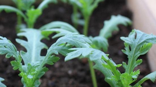 种植周期短的4种蔬菜，阳台盆栽上几盆，30天左右就能收获！