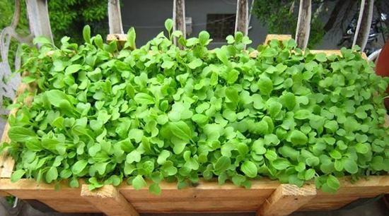 种植周期短的4种蔬菜，阳台盆栽上几盆，30天左右就能收获！