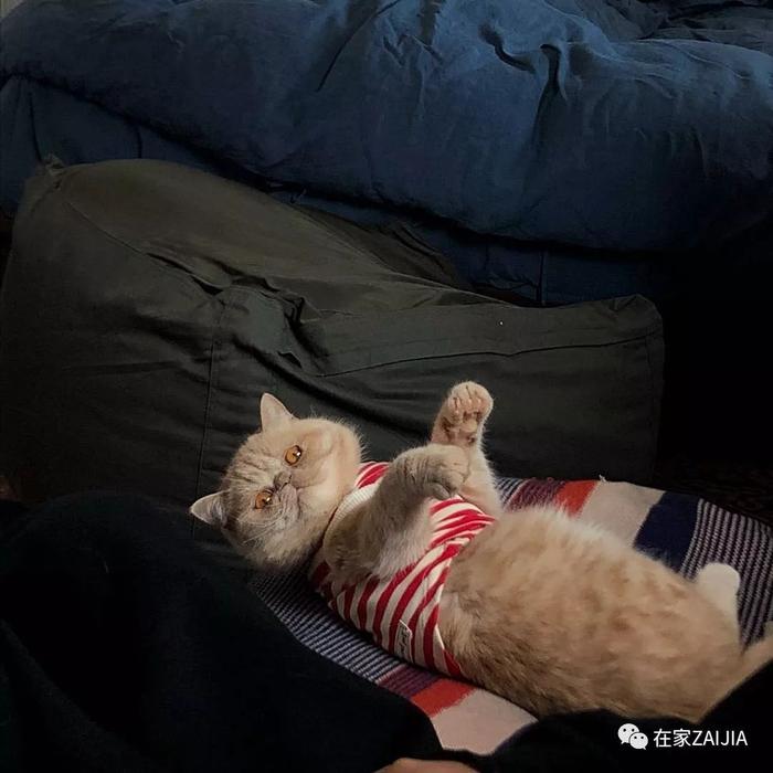 她的40㎡法租界小阁楼，浓缩了国内中古家具店之精华