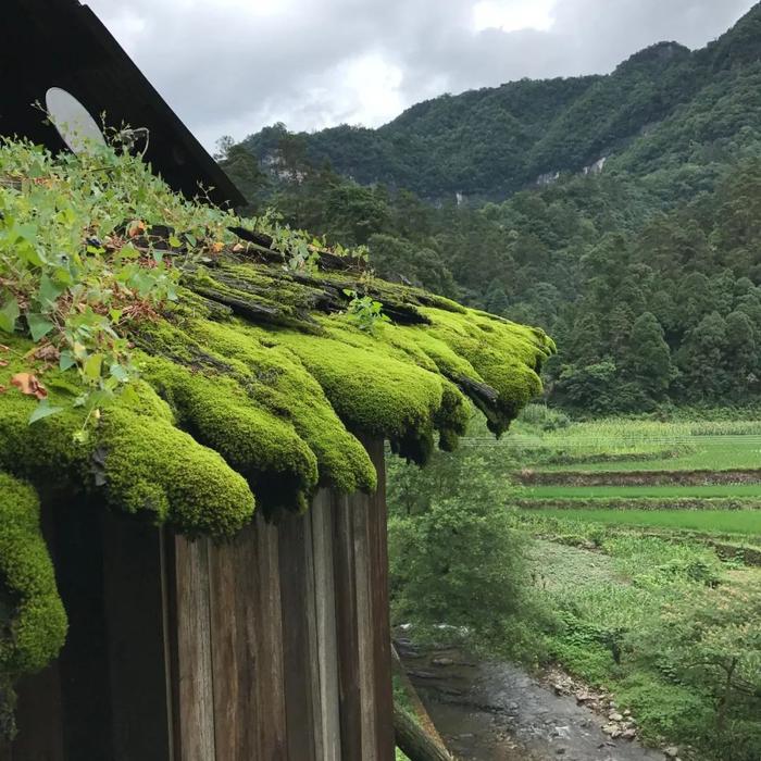 探秘湘西丨走进小溪原始次森林，感受12℃的盛夏！揭开“中南十三省唯一天然资源宝库”神秘面纱！