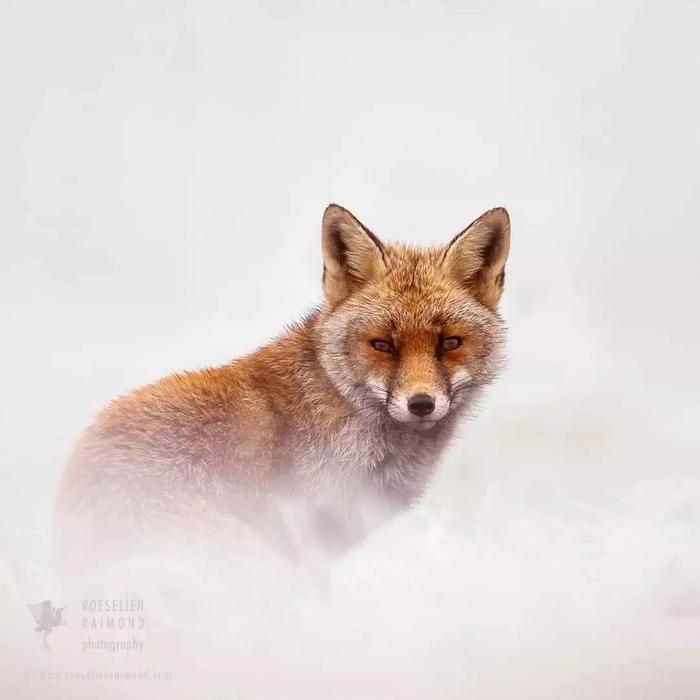 野生狐狸在白雪皑皑的风景中述说真实童话