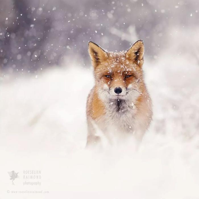 野生狐狸在白雪皑皑的风景中述说真实童话